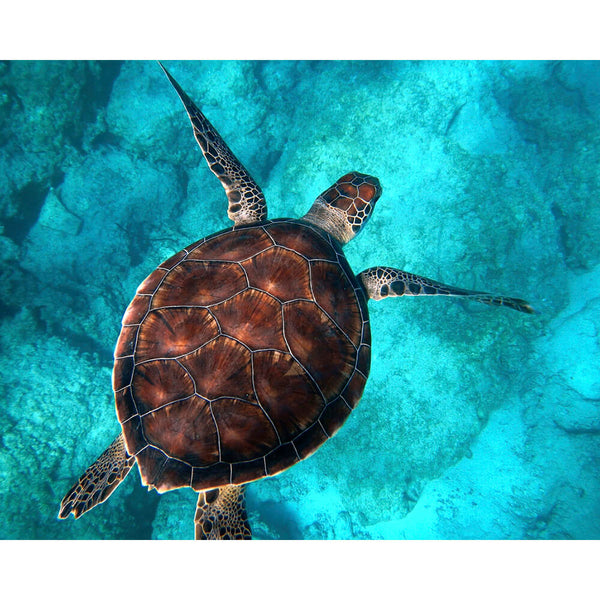 DIY Diamond Art Kit - Big Sea Turtle Swimming | Diamond Painting Kits