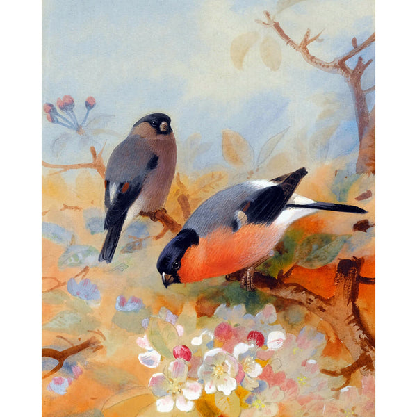 Paint By Numbers - Bullfinch Bird