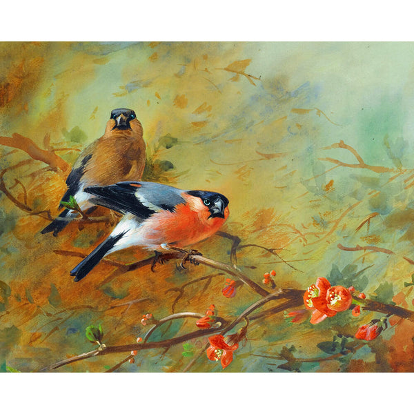 Paint By Numbers - Bullfinch Birds