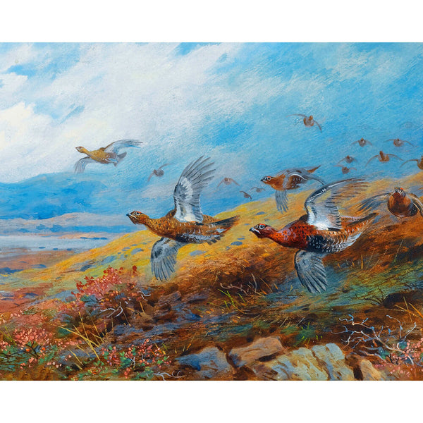 Paint By Numbers - Grouse Birds