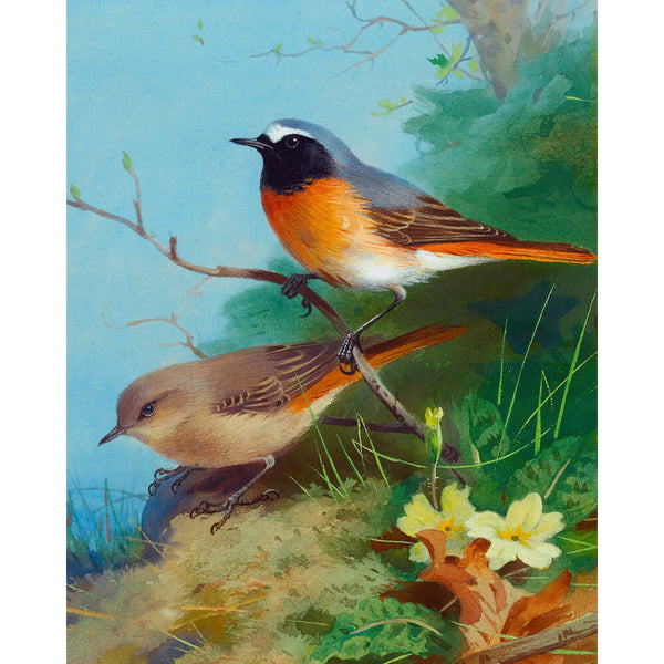 Paint By Numbers - Redstart Bird