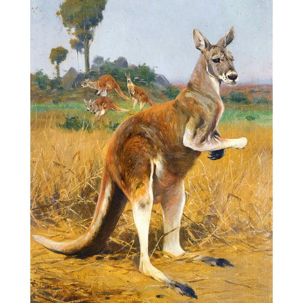 Paint By Numbers - Kangaroo