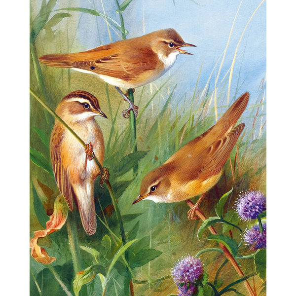 DIY Diamond Art Kit - Warbler Birds | Diamond Painting Kits